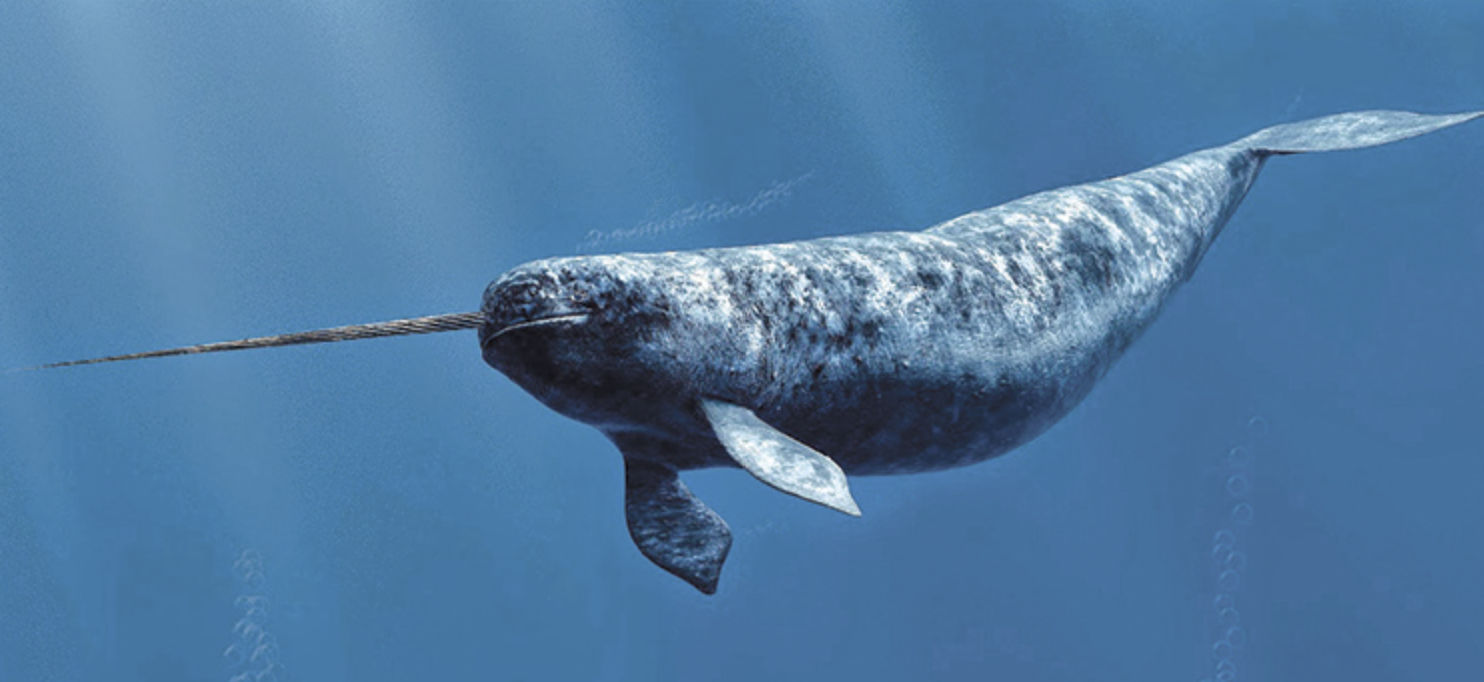 Narwals are Awesome!!